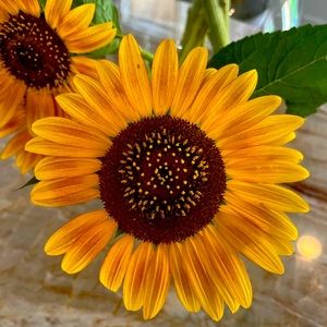 Meet your Posher, Paula